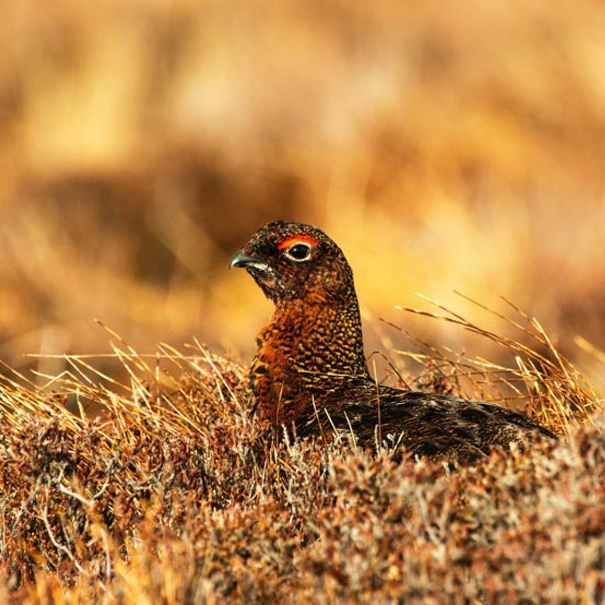 Grouse Salad | Recipes | Corrigan's Mayfair